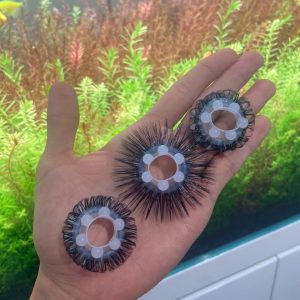 Vòng Mắt Trừu Lông Cao Cấp Đeo – Tăng Khoái Cảm